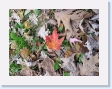 Autumn in Quebec City